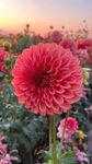 Gebdinsh Garden® Imported Dahlia Pompom Light Red Color Flower Seeds For Gardening | Pack Of 50 to 60 Seeds