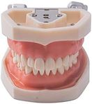 Easyinsmile 1Pc Dental Typodont Removable Tooth Teach Practice Model Universal 200H Type Soft Gum for Dental Students Teaching