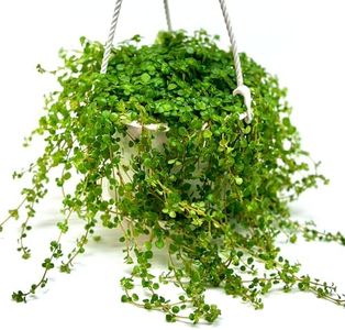 Pilea Depressa Live Plant with Hanging Basket - 4.5Inch Pilea Plant - Trailing Hanging Plants - Baby Tears Fully Rooted House Plants for Home Office Decorations & Birthday Gift(Heat Pack Included)