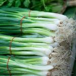 Zeniso® Spring Onion (Bunching Onion or Hari Pyaj) Seeds, Indian Vegetable Seeds, High Germination Seeds For Home & Garden