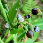 SEILOZBUNIA FARM- Original Live "Vaijayanti Mala plant " For Krisna, laddu gopal Vaijayanti Mala|| Home gardening plant outdoor indoor plant