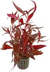 CANTON AQUATICS Amazon Sword Echinodorus Red Rose - Vibrant Red Aquarium Plant - High Light & CO2 Requirements - Beautiful Freshwater Aquarium Decoration - Easy to Maintain and Grow - 2 Pot