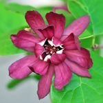 Sweet Shrub Bush Plant, 6 to 12 Inc