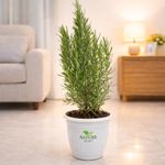 Nature Plant Rosemary Herb Plant in White Pot, Live Indoor Plant, Aromatic Culinary Herb