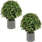 FUBODUN-24inch -Faux Boxwood Topiary Trees - Set of 2 -Artificial Trees for Outdoors -Enhance Your Landscape with Stunning Faux Outdoor Plants