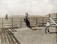 Texas Cowboy C1907 Na Cowboy Breaking A Horse in A Corral On The Ls Ranch in Texas Photograph by Erwin Evans Smith C1907 Poster Print by (18 x 24)