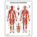 Anatomy Lab Muscular System Anatomical Poster - LAMINATED - High Resolution Muscle Anatomy Medical Poster, 17.3 x 22.5 Inches, Perfect for Medical Students, Doctors Offices and Anatomy Education