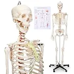 Menkxi Human Skeleton Model for Ana