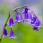 Welldales 50 Scented English Bluebells Seeds UK Hardy Wild Woodland Flowers Plants to Grow