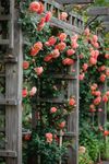 Ritz Farming® Climbing rose Flower seeds for Home and Gardening Pack of 200 seeds (dark peach)