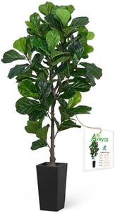 Aveyas 6ft