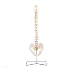 Elementary Anatomy 1022434 The Budget Spine – Life Size Flexible Human Spine Model