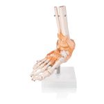 Myaskro® - Human Foot Joint Model with Ligaments ✮ Scientific Life Size with Premium Display Base ✮ Best Teaching Tool for Patient Education & Anatomy Study