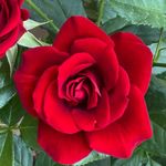 YouGarden Harkness Roses David's Rose, 4 Litre Potted Scarlet Climbing Rose, Scented, Ready To Plant Garden Colour