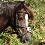 Gallop Grackle Bridle Full Black