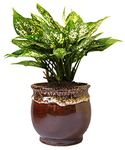 Rolling Nature Good Luck and Air Purifying Green Aglaonema Snow White Chinese Evergreen Plant in Brown Drip Glazed Pitcher Ceramic Pot