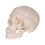 Kay Kay Industires 7" Height Adult Human Skull Anatomical Model Real Life Size 3 Part Skeleton Bone has Removable Head with Foramen, Fossa and Canals Perfect for Anatomy Prefessional Education