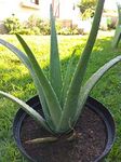 Pot For Aloe Plant