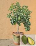 ShopGreen Rare Avocado Fruit Live Plant, Butter Fruit Plant Mexican Variety Fruit After 1 Year Pack of 1