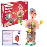 Smartivity Human Body Toy for Kids 6-12 Years | Body Organs & Functions | Birthday Gifts for Boys & Girls | DIY Science Toys for Kids 6,7,8,9,10,11,12,13,14 Years Old I STEM Wooden Construction Game