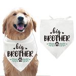 Big Brother For Dogs