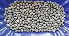 Pepper Green Natural Peaberry Coffee bean 500gm. Fresh (South indian coffee)