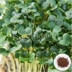 Seed basket Native/Non-GMO Microgreen Kale Seeds(1000 Seeds with More than 70% Germination) And Instruction Manual