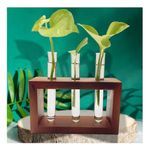 Bombay Greens ; Sow, grow, eat, repeat Test Tube Oval Planter Home Decor | Wooden Plant Stand Living Room | Money Plant Propagation | Planter Office | Planter With Test Tube And Wooden Stand