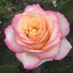 Heirloom Roses Rose Plant - Peace Rose Bush, Hybrid Tea Roses, Live Plant for Planting Outdoors