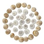 Gayatri - Sea Shell Natural Gomati/Gomti Chakra Original for Puja (White) (21)