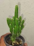 greEen earth Cereus fairy castle Cactus 1 live plant