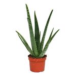 Aloe Vera Gel Benefits