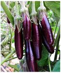 PREMIER SEEDS DIRECT - AUBERGINE - LITTLE FINGERS - 75 SEEDS