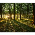 Wallpaper murando Photo 350x256 cm Non-Woven Premium Art Print Fleece Wall Mural Decoration Poster Picture Design Modern Sunshine Forest Nature Landscape c-B-0027-a-b