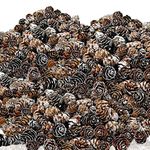 BANBERRY DESIGNS Bulk Lot of White Washed Real Pinecones - Approx. 3000 Pieces (4 lbs) of Assorted Sized Pine Cones - Fall and Christmas Bowl Filler Decorations