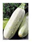 Squash Zucchini White-fetal Bush Seeds Vegetable Organic from Ukraine 3 Grams