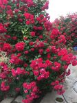 SVG Climbing Rose Flower Seeds for Home and Gardening, Pack of 80-100 Seeds (PINK)