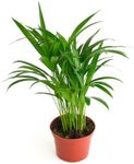 Shop Succulents Areca Palm, Live Indoor Plant, Low Maintenance Tropical Palm, Ideal for Home Decor, Office, and Room Enhancement, 6 Inch Nursery Pot