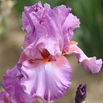 FernsFly® IMP. Hybrid Bearded Iris Dwarf & Multi cut Aromatic Winter Flower Rhizome Home Pot/Land Gardening Reblooming Replanting (Pack of 1 Califlora Persian Berry Bearded Iris)