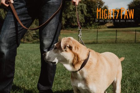 Mighty Paw Leather Martingale Dog Collar – Stainless Steel Chain, Safe Training
