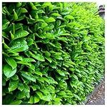 15 Cherry Laurel Fast Growing Evergreen Hedging Plants 20-30cm Tall in 10cm Pots 3fatpigs®