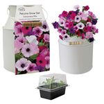 Pronto Seed Petunia Growing Kit with Decorative Milkchurn Planter - Complete Indoor Seed Starter Gift Set - Charming Garden Display Set for Sunny Windowsills (Petunia - Milk Churn Planter)