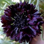 Cornflower Black Ball Seeds - 200 Native UK Wild Flower Seeds for Attracting Bees, Pollinators, Suitable for Planting and Growing Outdoors in Meadows, Fields, Gardens and Borders by Meldon Seeds