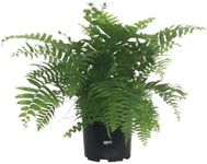 Nature's Way Farms Fern Macho Live Plant (18-24 in. Tall) in Grower Pot