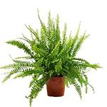 Boston Fern Indoor Plant - Nephrolepis Exaltata in a 12cm Pot