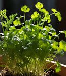 Gebdinsh Garden® Imported Cilantro Herbs Seeds For Your Kitchen Garden (Pack Of 50 seeds)