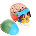 ASINTOD Human Color Skull Model with Brain, Life Size Anatomical Model, Color Coded Partitioned Skull, 8 Part Brain Human Skull Anatomical Model
