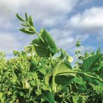 [Three Mo Garden] Ground Cover Crop Seeds - Green Manure for Home Garden (4010 Field Peas 1/4 LB)