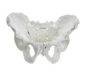 Labzio - Male Pelvis Skeleton Model, Anatomically Correct, Life Size