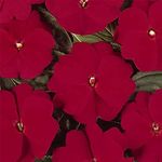 New Guinea Impatiens Flower Garden Seed Red 100 Seeds - Annual Flower Gardening Seeds - Impatiens hawkeri